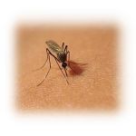 gegen Stechmücken  
