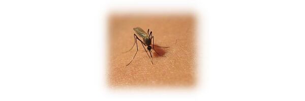 gegen Stechmücken