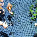 Cover Net Abdecknetz schwarz  6 x 3m /18 m²